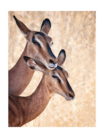 Gentle Impala Embrace | Poster - Passepartout