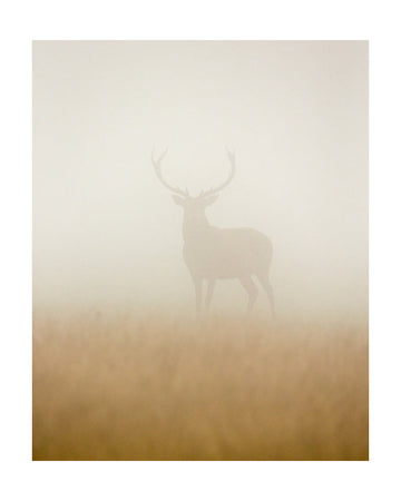 Stag in Morning Mist | Poster - Passepartout