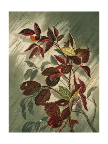 Autumn Leaves In the Rain | Poster - Passepartout
