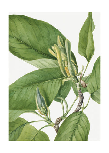 Cucumbertree 1922 | Poster - Passepartout