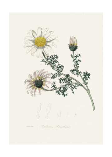 Mount Atlas Daisy (anthemis Pyrethrum) Medical Botany | Poster - Passepartout