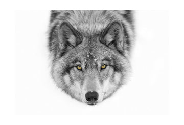 Yellow Eyed Wolf Gaze | Poster - Passepartout