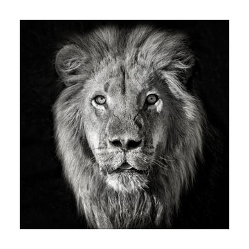 Regal Lion Portrait | Poster - Passepartout
