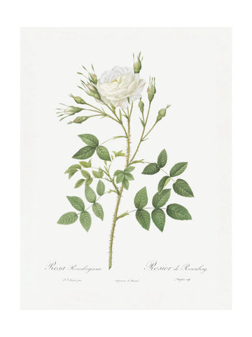 Rose of Rosenberg, Les Roses (1817–1824) | Poster - Passepartout