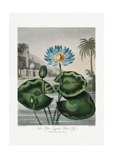 The Blue Egyptian Water-Lily from The Temple of Flora (1807) | Poster - Passepartout