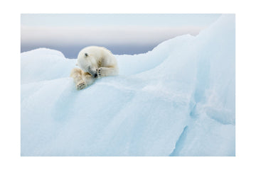 Sleeping Polar Bear Cub | Poster - Passepartout