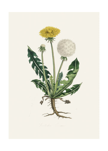Leontodon Taraxacuma Medical Botany | Poster - Passepartout