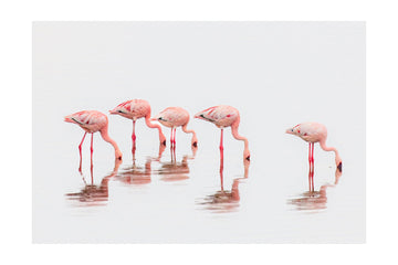 Wading Pink Flamingos | Poster - Passepartout