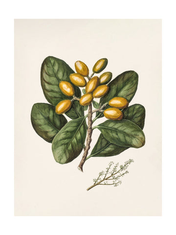 Karaka Drawn By Sarah Featon (1848–1927) | Poster - Passepartout