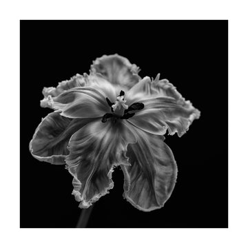 Elegant Monochrome Tulip | Poster - Passepartout