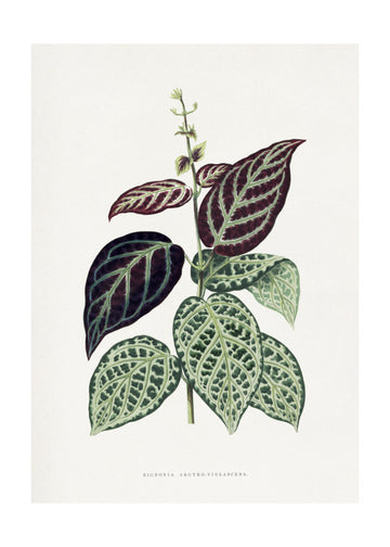 Green Bignonia Argyro Violascens Leaf Illustration | Poster - Passepartout