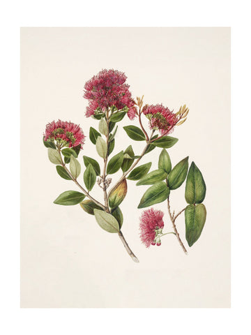 Rata By Sarah Featon (1848–1927) | Poster - Passepartout