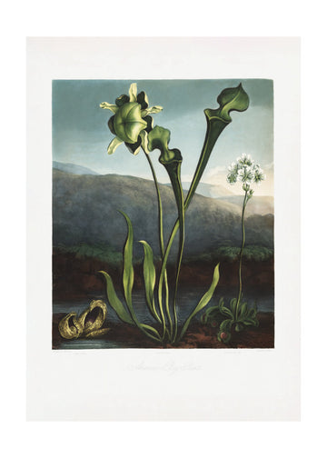 American Bog Plants from The Temple of Flora (1807) | Poster - Passepartout