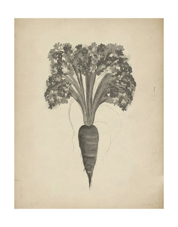 Botanical Carrot Drawing | Poster - Passepartout