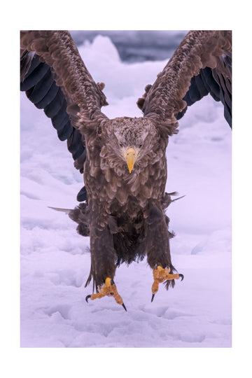 Powerful Eagle Winter Landing | Poster - Passepartout