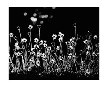 Night Flower Glow | Poster - Passepartout