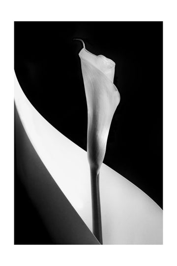 Elegant Calla Lily | Poster - Passepartout