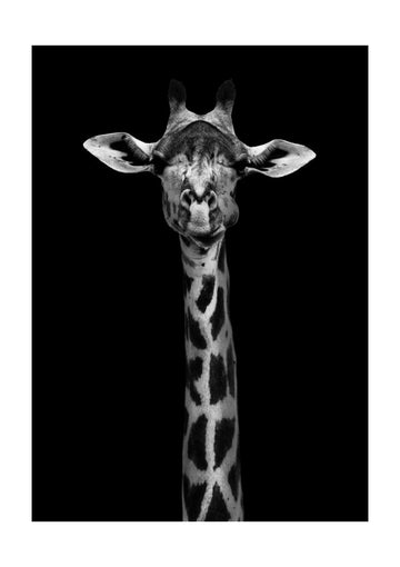 Elegant Giraffe Portrait | Poster - Passepartout