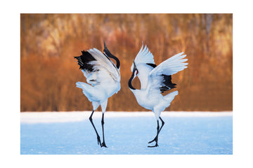 Dancing Red-crowned Cranes | Poster - Passepartout