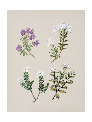 Veronica 4 Species Drawn By Sarah Featon (1848–1927) | Poster - Passepartout