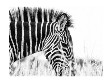 Monochrome Zebra Grace | Poster - Passepartout