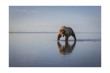 Majestic Bear Reflection | Poster - Passepartout