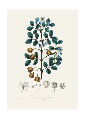 Guaiacwood (guaiacum Officinale) Medical Botany | Poster - Passepartout