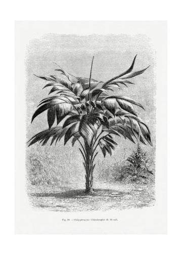 Vintage Palm Tree Drawing Viii | Poster - Passepartout