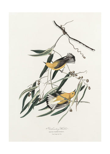 Prothonotary Warbler From Birds of America (1827) | Poster - Passepartout