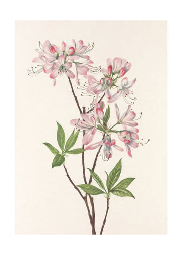 Pinkshell Azalea From North American Wildflowers (1925) By Mary Vaux Walcott | Poster - Passepartout