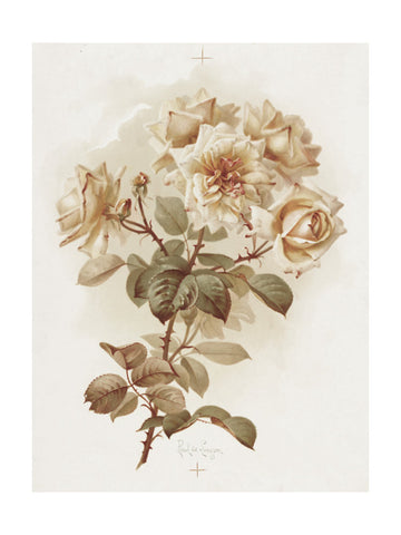Yellow Roses; Reve D'or Roses | Poster - Passepartout