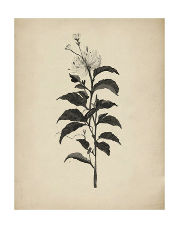 Vintage Botanical Illustration | Poster - Passepartout