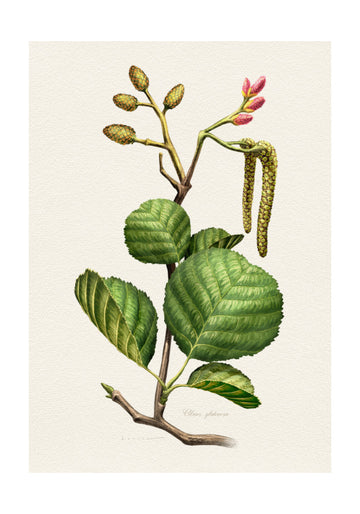 Alder Botanical Study | Poster - Passepartout
