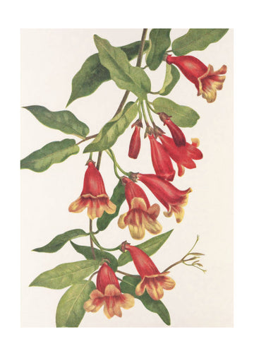 Crossvine From North American Wildflowers (1925) By Mary Vaux Walcott | Poster - Passepartout
