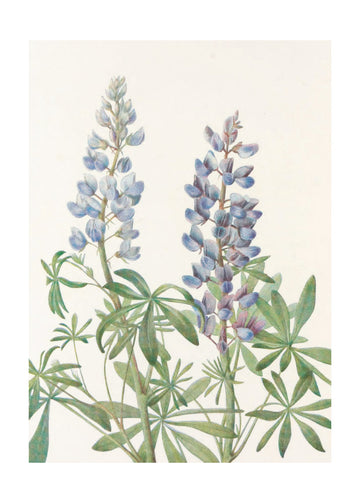 Sundial Lupine From North American Wildflowers (1925) By Mary Vaux Walcott | Poster - Passepartout