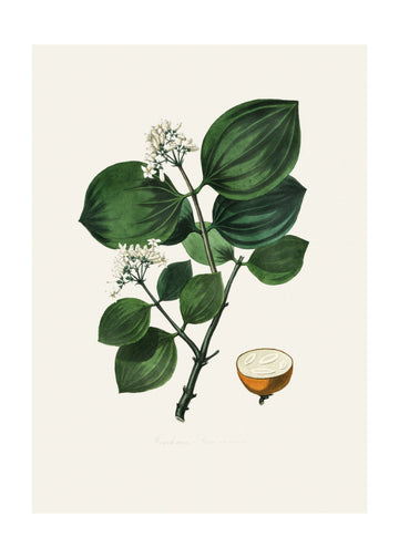 Poison Nu (strychnos Nux Vomica) Medical Botany | Poster - Passepartout