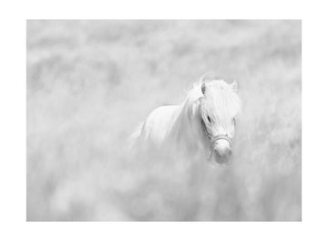 Dreamy White Pony | Poster - Passepartout