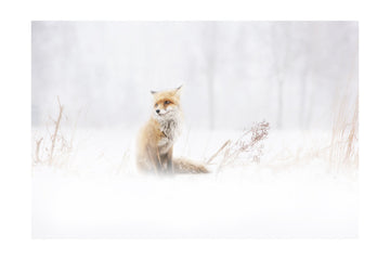 Red Fox In Winter Snow | Poster - Passepartout