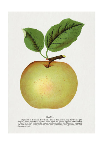 Mann Apple Lithograph | Poster - Passepartout