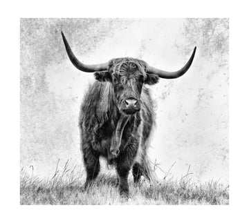 Majestic Highland Cow | Poster - Passepartout