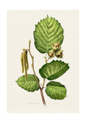 Hazelnut Branch Botanical | Poster - Passepartout
