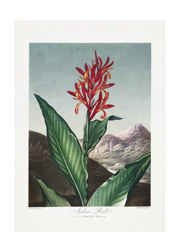 Indian Reed from The Temple of Flora (1807) | Poster - Passepartout