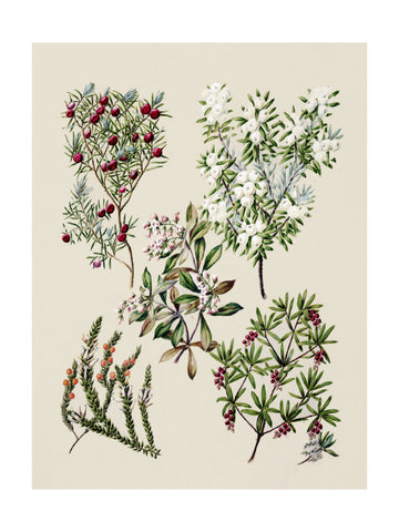 Antique Flowers Drawn By Sarah Featon (1848–1927) | Poster - Passepartout
