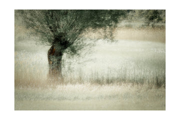 Willow | Poster - Passepartout