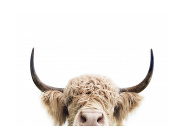 Peeking Cow | Poster - Passepartout