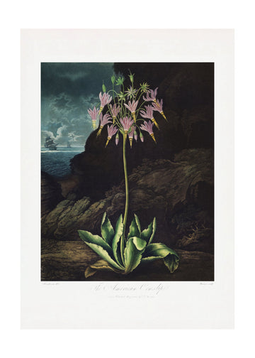 The American Cowslip from The Temple of Flora (1807) | Poster - Passepartout