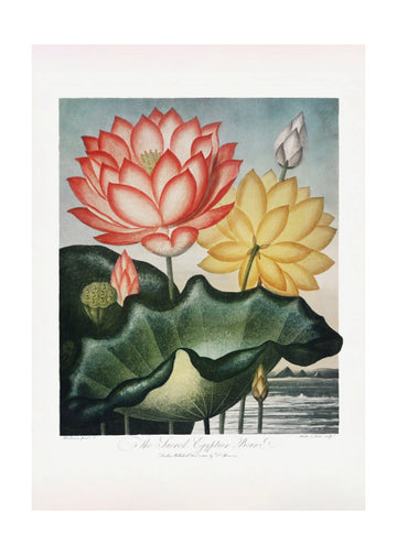 The Sacred Egyptian Bean from The Temple of Flora (1807) | Poster - Passepartout