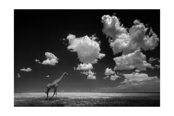 African Giraffe Sky | Poster - Passepartout