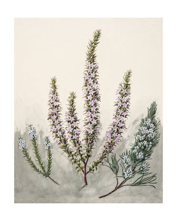 Epacris Drawn By Sarah Featon (1848–1927) | Poster - Passepartout