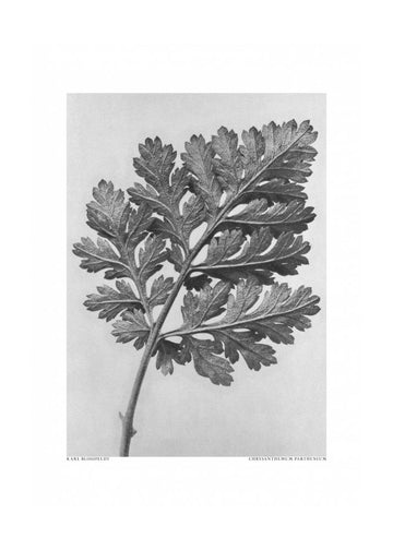 Chrysanthemum parthenium | Poster - Passepartout